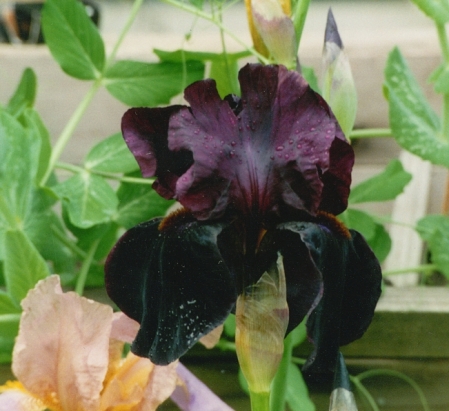 My one Black Iris plant